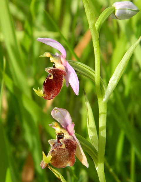 Ophrys appennina